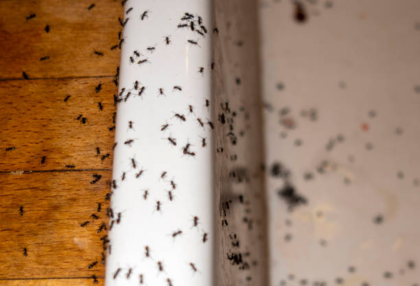 Best Wasp Removal Services  in Ladera Heights, CA