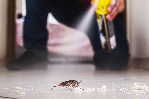 Professional Pest Control in Ladera Heights, CA